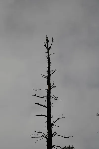 DSC_0175 (Large).JPG